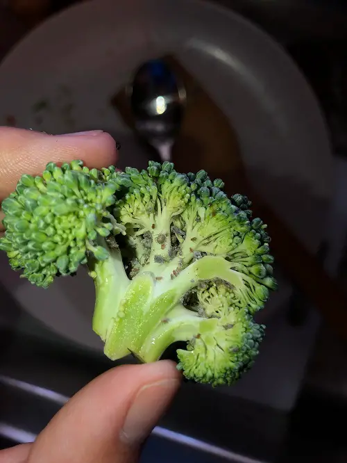 Why Finding Broccoli Spider Mites is an Issue
