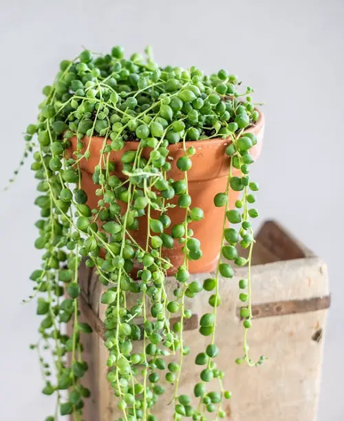 Growing String of Pearls