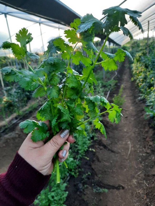 Amazing Different Coriander and Cilantro Types 