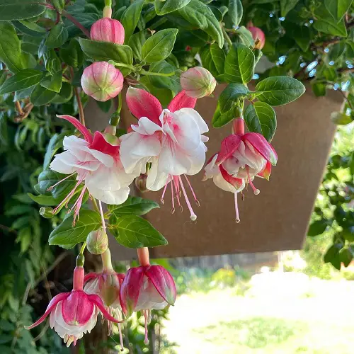 lovely Colours in Fuchsia Variety