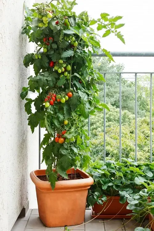 Most Productive Vegetables 