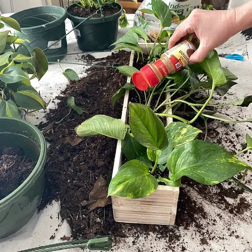 Spices for Better Care of Houseplants 1
