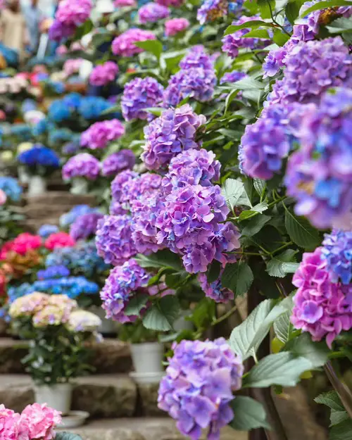 Most Colorful and Beautiful Flowers