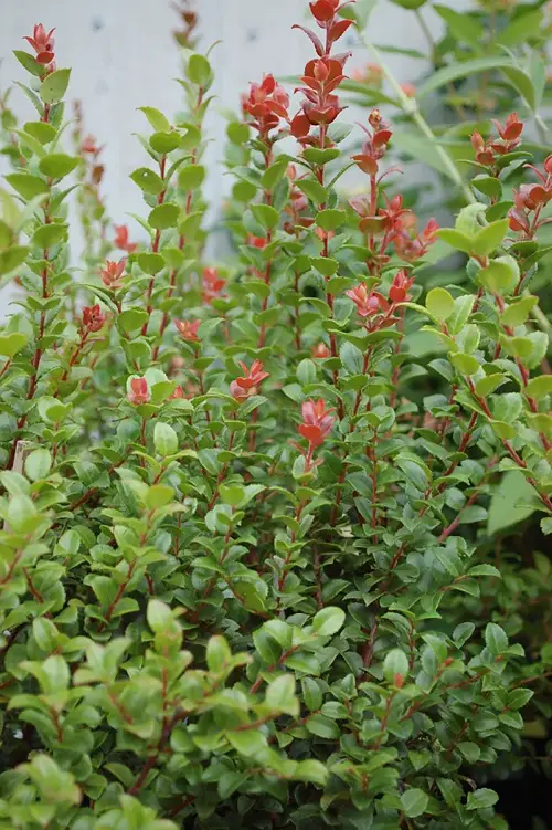 California's Native Shade Plants 11