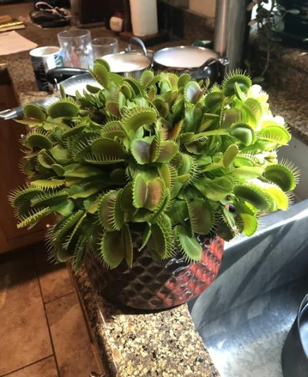 17 Striking Plants that Look Like Aliens | Balcony Garden Web