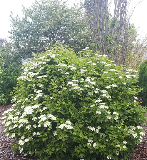 Top Vibrant Hedge Plants for Colour in yard