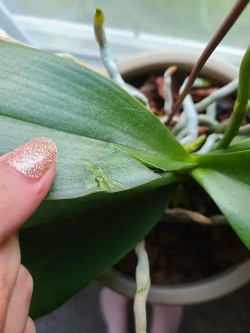 What Causes Orchid Leaves to Split