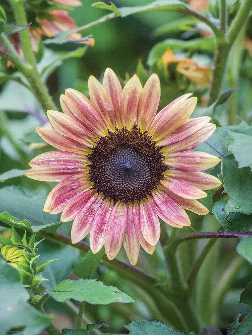 amazing sunflower Colors Sunflower