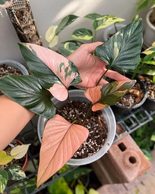 Best Homalomena Varieties