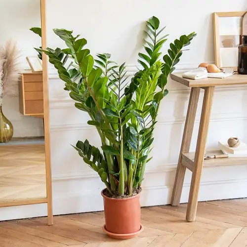 Growing ZZ Plants in the Garden