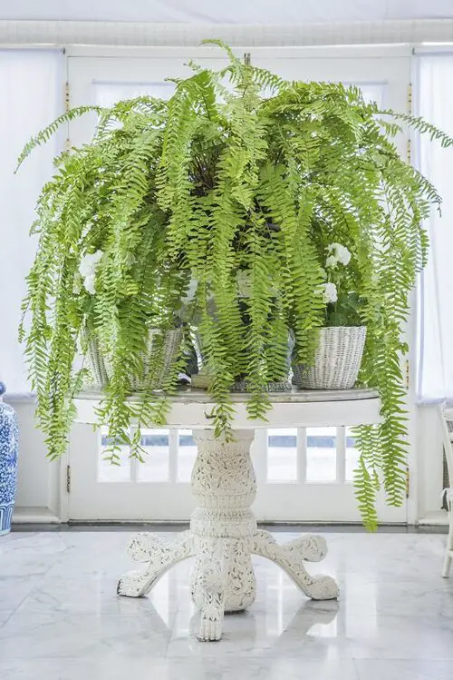 Houseplants That Remove Formaldehyde