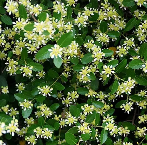 Lovely Blossoms that Begin with Q 