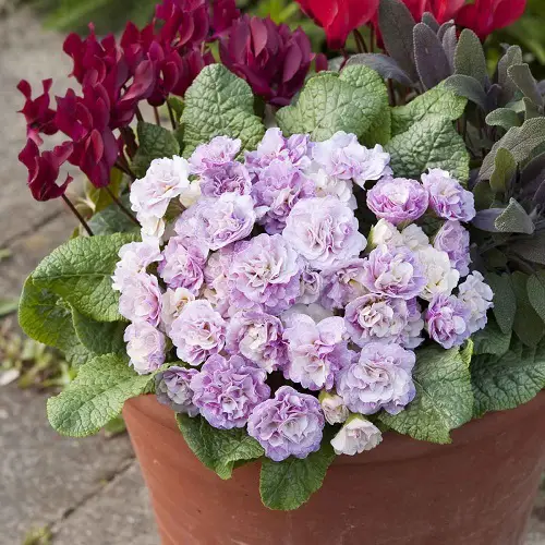Amazing Gorgeous Flowers with a Q at the Beginning