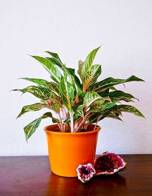 Plants that eliminate formaldehyde 