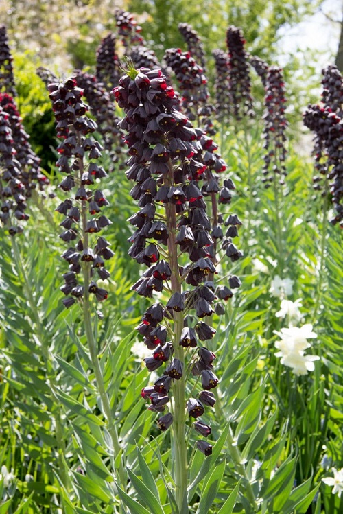 Red and Black Flowers in garden