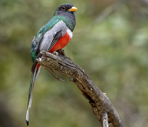 Elegant birds with red chests