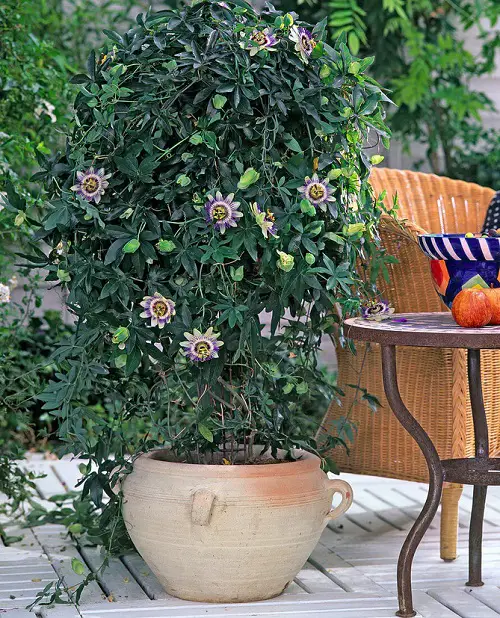 Choosing a Container for Passiflora Caerulea
