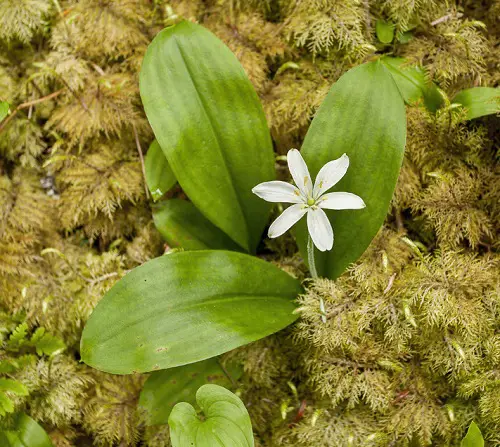 Amazing Flowers that Start with Q 3