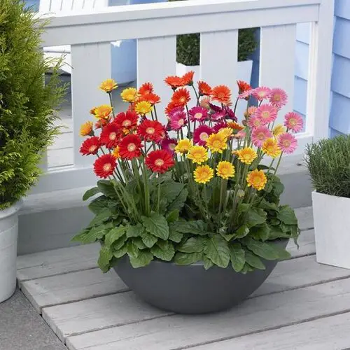 beautiful Flowers that Are Safe for Cats