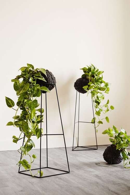 plants that eliminate formaldehyde 