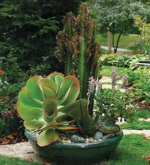 container garden design tips Give Chance to Succulents