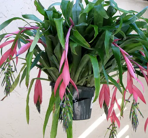 best Flowers with a Q at the Beginning
