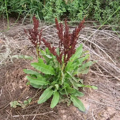 Amazing Top Medicinal Plants and Their Advantages