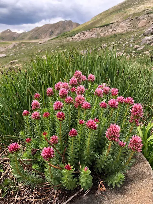 Gorgeous Flowers with a Q at the Beginning