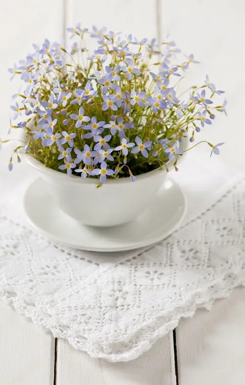best Gorgeous Flowers with a Q at the Beginning