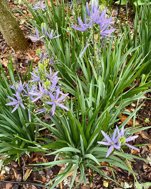 Amazing Gorgeous Flowers with a Q at the Beginning