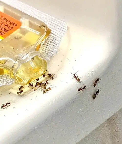 Tiny Black Bugs in Bathroom 