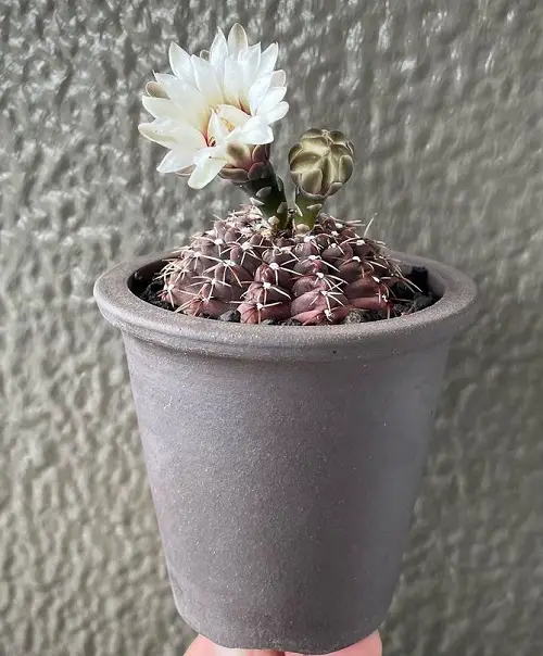 Flowers that Start with Q