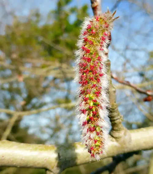 Blossoms that Begin with Q 