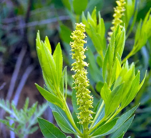 Amazing best Beautiful Flowers that Start with Q