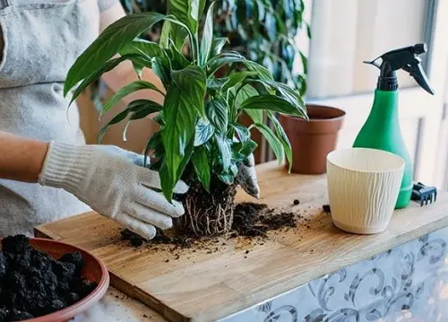 Peace Lily Liquid Organic Fertilizer