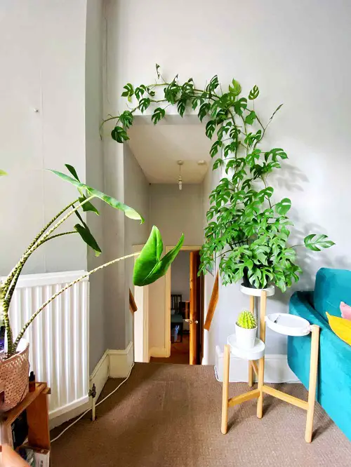 Ideas to Display Plants in Cabinets and Tiered Shelves Adorned with Foliage