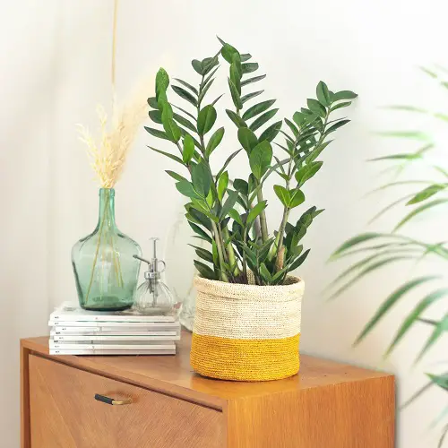 Growing ZZ Plants in the pot