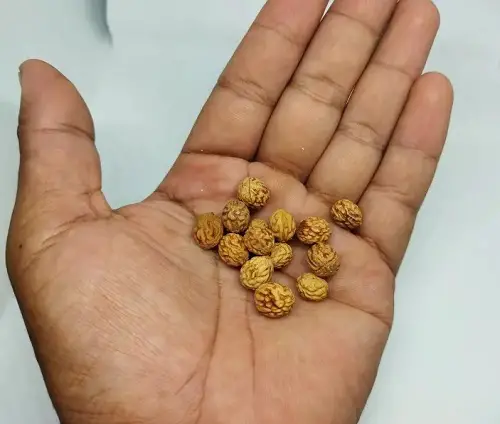 Seeds that Look Like a Brain on pal,