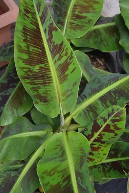 Variegated Banana Plant Varieties
