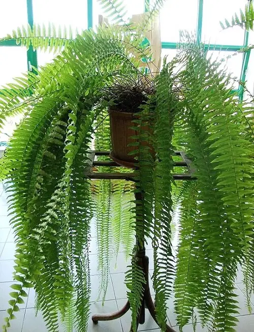 lovely Houseplants That Remove Formaldehyde