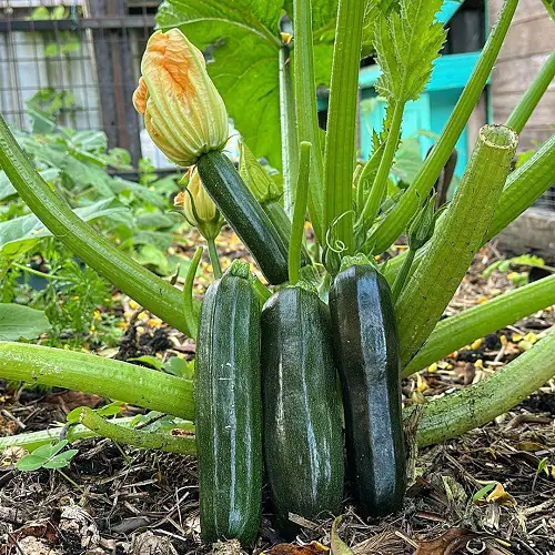 How Far To Space Zucchini Plants