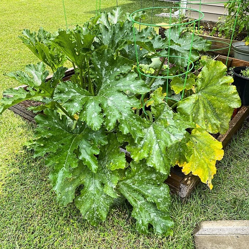 Cons of Not Spacing Your Zucchini Plants