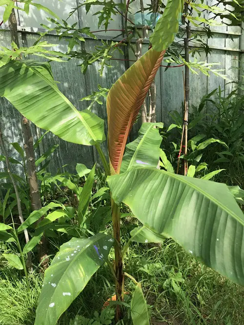 Differentiated Types of Banana Plants