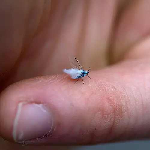 Amazing Little Insects That Remind Me of Dirt Specks