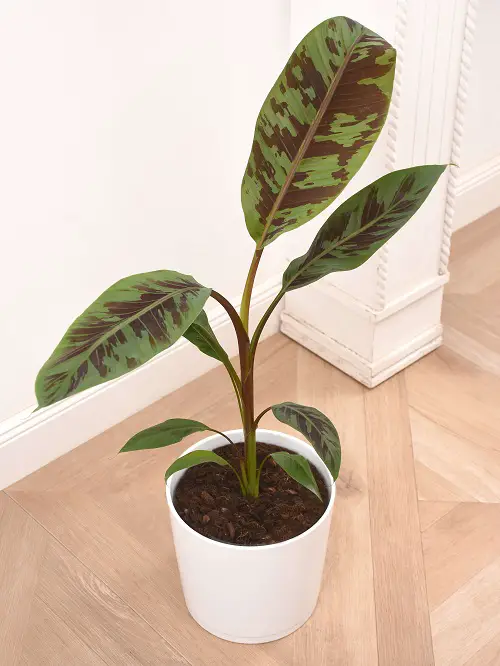 Variegated Differentiated Types of Banana Plants