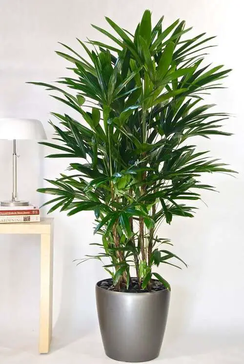 Houseplants That Remove Formaldehyde