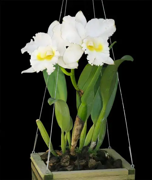 Gorgeous Flowers with a Q at the Beginning
