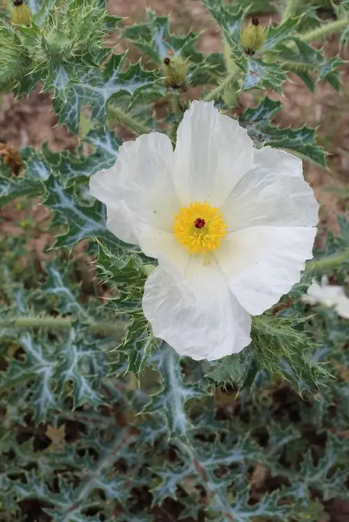 Mexican Poppy flower
