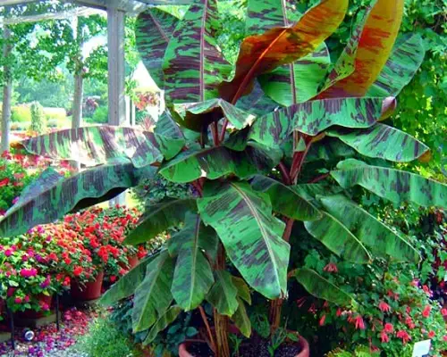 Variegated Varieties of Banana Plants