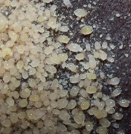 beautiful Little Insects That Remind Me of Dirt Specks